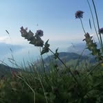 Nathan Torche - @nathan._.wild - Instagram