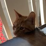 Nathan Wohlgemuth - @cheddar_is_cool_nate - Instagram