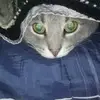 Nathaniel Alt - @nathaniel.alt - TikTok