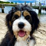 Nathaniel Bumppo Blue - @bumppoblue - Instagram