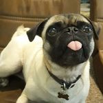 Nathaniel Campos - @pug_party_productions - Instagram