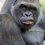 Nathaniel Diggs Fanpage - @grilled_gorilla_munch - Instagram