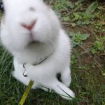 Duke Nathaniel Von Dutchman - @bunny_duke_nathaniel - Instagram