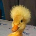Nathaniel Duke - @lil_bird22322 - Instagram
