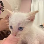 Nathaniel Moura Dutton - @nathanzinxmoura - Instagram
