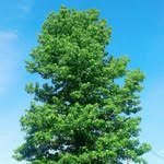 Nathaniel Fournier - @mytreeisgrowing - Instagram