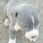 Nathaniel gillette - @goku_super_sayin_121315 - Instagram