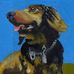 Affordable Pet Portraits by Nathaniel Gold - Facebook