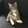 Nathaniel O’Gorman - @nathaniel_ogorman - TikTok