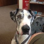 Yogi Dee - @nathaniel_gunn - Instagram