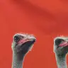 Nathaniel Hackney - @diabetic.ostrich - TikTok