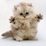 Nathaniel Horton - @iluvcats101 - Instagram
