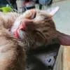 Nathaniel Ingalla - @nathaniel.ingalla - TikTok