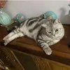 Nathaniel_Kang - @nathaniel_kang - TikTok