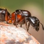 Nathaniel Monroy - @nates.ants - Instagram