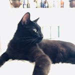 nathaniel shank - @shankwagon - Instagram