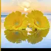 NathanielWiseFvVPx - @nathanielwisefvvp - TikTok