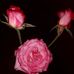 Natividad Martinez - Facebook