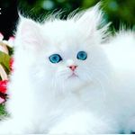 Nausheen Sayed - @nausheen_sayed13 - Instagram