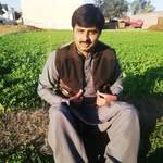 Naveed Asif - @naveedasif87 - Instagram
