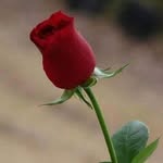 Naveed asif - @naveedasifgujjar - Instagram