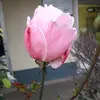 Navpreet - @navisamra5 - TikTok