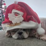 Naythan - @naythaneatsdogs - Instagram