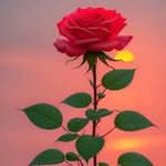 Nayab Mirza - @mirza_nayab_14 - Instagram