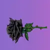 Nayeli Munoz - @nayelimunoz09 - TikTok