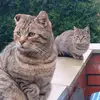 nazkhan - @nazkhannnn - TikTok