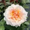 nazira Ibrahim - @usernaziraibrahim - TikTok