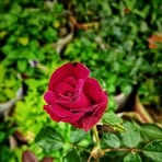 Naznin Haque - Facebook