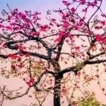 Naznin Haque - @nazneen2644 - Instagram