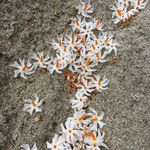 Naznin Haque Supti - @naznin.haque.5245 - Instagram