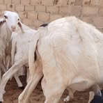 Ndeye Mboup - Facebook