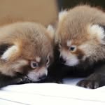 Nea Williams - @redpandablackcats - Instagram