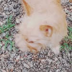 Neal Blankenship - @nealofblank - Instagram