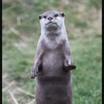 Neil Hebert - @neil_hebert - Instagram