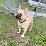 Neal johnson - @sirbruno_dafrenchie - Instagram