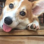 Neal Johnson - @nealio.goheels - Instagram