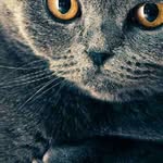 Neal Mccallum - @mccallumneal56 - Instagram
