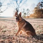 Neal Roberson - @delta.dogs.gsd - Instagram