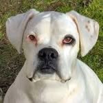 Neil Stringer - @boxerdogsaremylife - Instagram