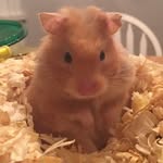 Eddard Of House Blackberry - @nedblackberry - Instagram