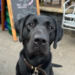 Ned - @ned.blacklab - Instagram