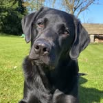 Ned - @ned_blacklab - Instagram