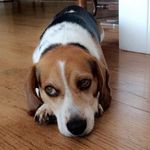 Ned Cook - @ned.thebeagle - Instagram
