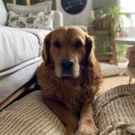 Cooper - @ned_cooper_the_golden - Instagram
