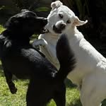Cooper&Ned - @cooperandned - Instagram