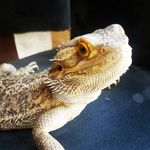 Ned Cooper the beardie 🦎 - @_nedventures_ - Instagram